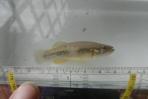Profundulus chimalapensis