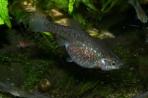 Girardinichthys viviparus