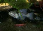 Girardinichthys viviparus