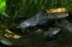Girardinichthys viviparus