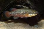 Characodon lateralis