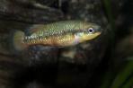 Characodon lateralis