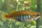 Allotoca dugesii 