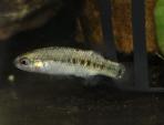 Characodon lateralis