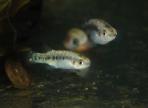 Characodon lateralis