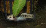 Characodon lateralis