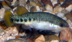 Characodon lateralis