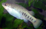 Characodon lateralis