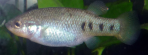 Characodon lateralis