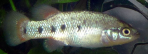 Characodon lateralis