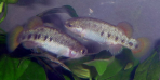 Characodon lateralis