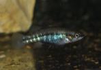 Allotoca dugesii 