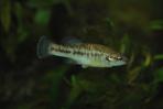 Allodontichthys polylepis
