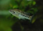 Allodontichthys polylepis