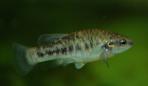 Allodontichthys polylepis