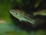 Allodontichthys polylepis