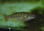 Allodontichthys polylepis