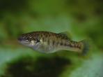 Allodontichthys polylepis