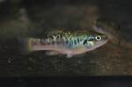 Allodontichthys polylepis
