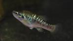 Allodontichthys polylepis