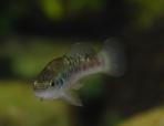 Allodontichthys polylepis
