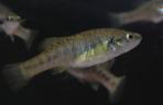 Allodontichthys polylepis