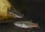 Allodontichthys polylepis