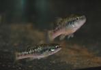 Allodontichthys polylepis