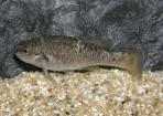 Allodontichthys polylepis