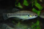 Allodontichthys tamazulae