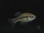 Allodontichthys tamazulae