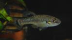 Allodontichthys tamazulae