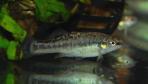 Allodontichthys tamazulae