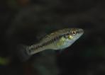 Allodontichthys tamazulae