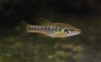 Allodontichthys zonistius