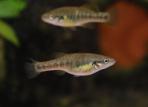 Allodontichthys zonistius
