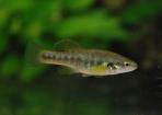 Allodontichthys zonistius
