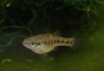 Allodontichthys zonistius