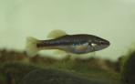 Allodontichthys tamazulae