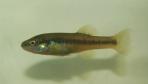 Allodontichthys tamazulae
