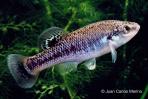 Allodontichthys tamazulae
