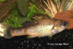 Allodontichthys tamazulae