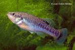 Allodontichthys tamazulae