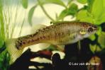 Allodontichthys tamazulae