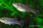Allodontichthys tamazulae