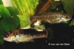 Allodontichthys tamazulae