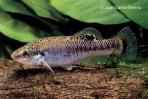 Allodontichthys tamazulae