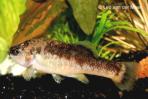 Allodontichthys tamazulae