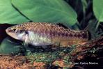 Allodontichthys tamazulae