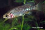 Allotoca zacapuensis